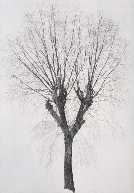 김민호의 동판화 ‘해미 버드나무2’. 87x60cm. 2009.  ［사진제공=아트데이］