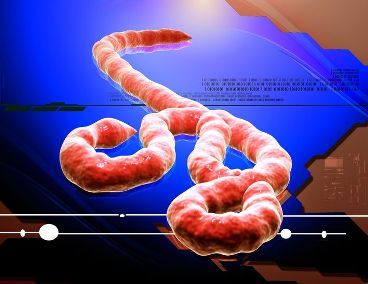 Digital illustration of the ebola virus. (123rf)