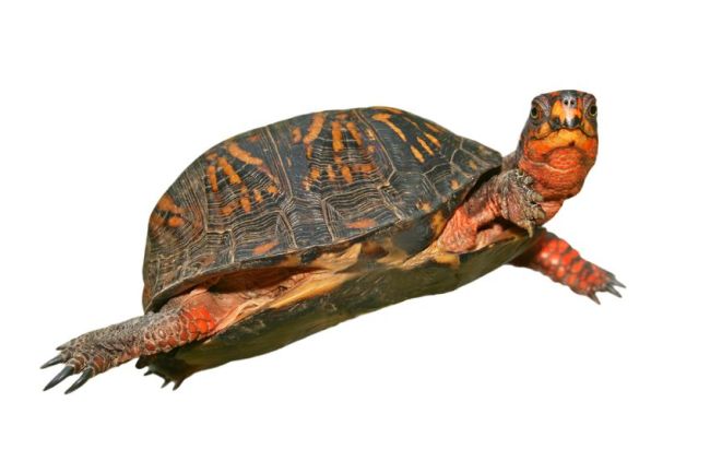 A box turtle (123rf)