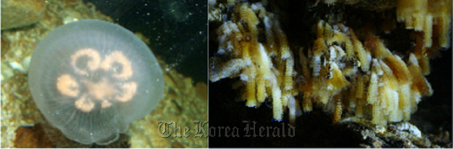 Fully grown moon jellyfish (left) and in polyp form.   Yonhap News