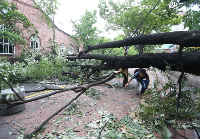 A large tree lies across the street in Jeongdong, central Seoul, as Typhoon Bolaven hit the nation Tuesday.   Yonhap News