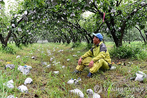 The farmer stares at his orchard devastated by the typhoon Tembin (Yonhap News)