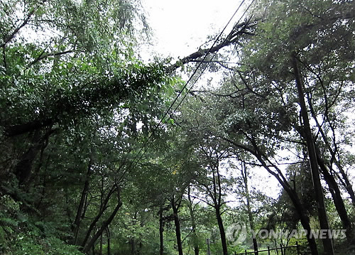 Trees near Daejeon, broken and fallen by the strong wind accompanied by the typhoon Tembin (Yonhap News)
