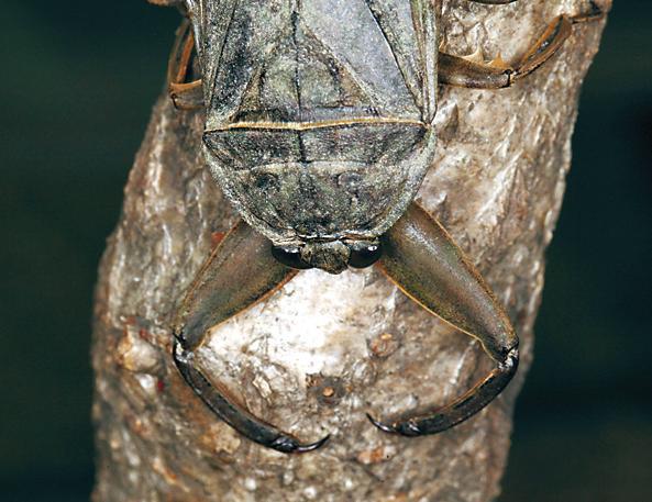 Giant water bugs