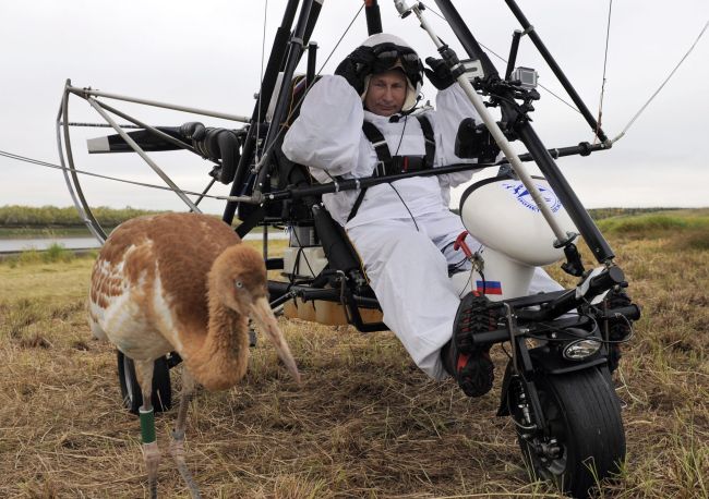 Russian President Vladimir Putin prepares to pilot a motorized hang glider while looking at a crane as he takes part in a scientific experiment as part of the “Flight of Hope,” which aims to preserve a rare species of cranes, Wednesday.   (AFP-Yonhap News)