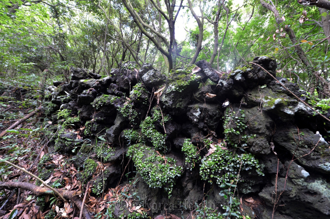 Jeju Gotjawal Provincial Park   JDC