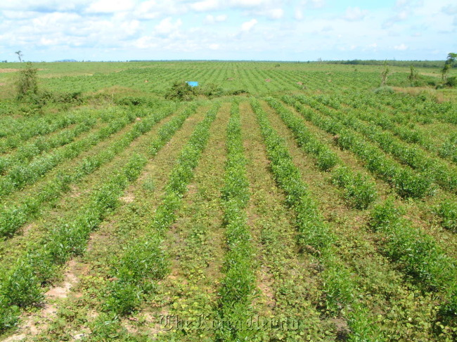 A new forest plantation in Vietnam
A new forest plantation in Vietnam
A new forest plantation in Vietnam