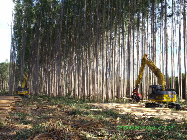 Logging in a eucalyptus plantation in Indonesia   KFS