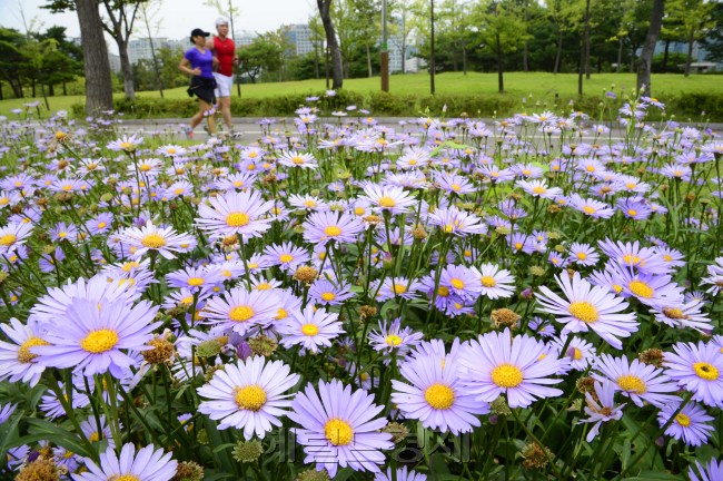 완연한 가을 날씨는 보이는 12일 오전 가을꽃 벌개미취가 만발한 경기도 고양 일산호수공원에 시민들이 운동을 하고 있다. 벌개미취는 국화과로 습지에서 자라는 여러해살이풀이며 6-10월 자주색으로 핀다. 박해묵 기자/mook@heraldcorp.com
완연한 가을 날씨는 보이는 12일 오전 가을꽃 벌개미취가 만발한 경기도 고양 일산호수공원에 시민들이 운동을 하고 있다. 벌개미취는 국화과로 습지에서 자라는 여러해살이풀이며 6-10월 자주색으로 핀다. 박해묵 기자/mook@heraldcorp.com