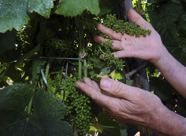 French wine producer Alain Brumont shows grapes in his vineyard in Maumusson-Laguian, southwestern France in June.   AFP-Yonhap News
