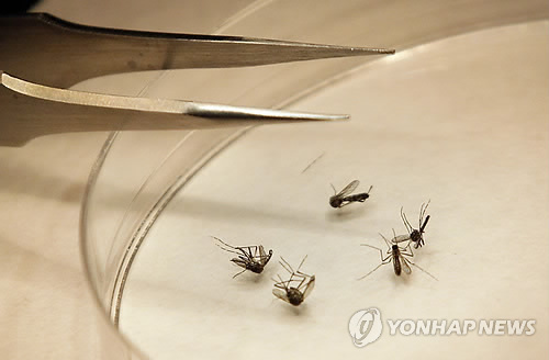 Mosquitos which spread West Nile virus <Yonhap News>