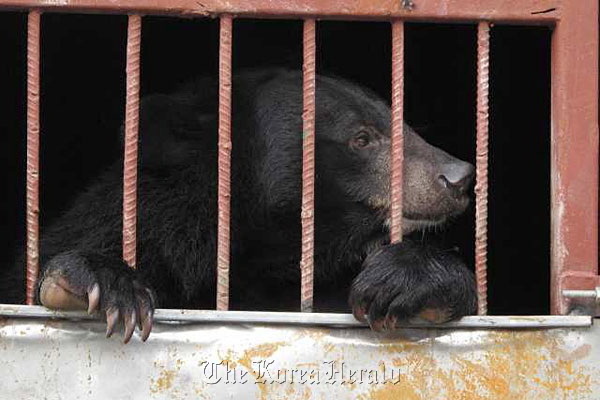 A bear locked up in a cage in a Chinese farm.   AP