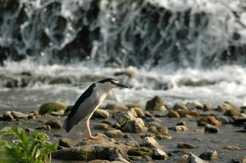 A black-crowned Night Heron by the Han River   Yonhap News
A black-crowned Night Heron by the Han River   Yonhap News