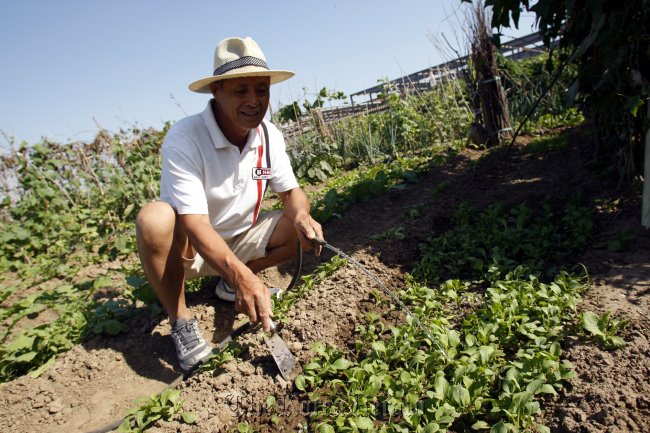 Zhang Hongwei, newly retired, has found new purpose in cultivating his plot in a southern suburb of Beijing.   China Daily