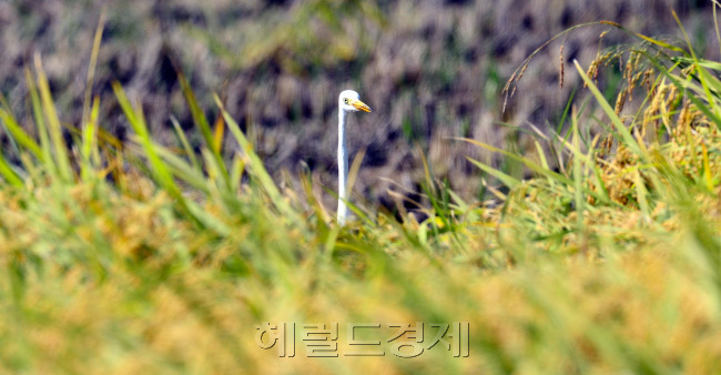 완연한 가을 날씨를 보이는 25일 오후 경기도 파주의 한 논두렁에서 백로 한 마리가 가을추수가 끝난 논에서 먹이를 찾다가 주위를 살피고 있다. 파주=박해묵 기자/mook@heraldcorp.com
완연한 가을 날씨를 보이는 25일 오후 경기도 파주의 한 논두렁에서 백로 한 마리가 가을추수가 끝난 논에서 먹이를 찾다가 주위를 살피고 있다. 파주=박해묵 기자/mook@heraldcorp.com