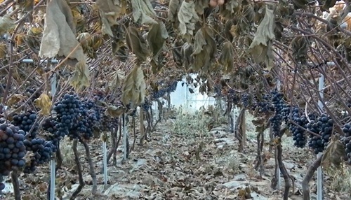 Crops severely damaged by a Sept. 27 acid leak from a chemical factory in Gumi, North Gyeongsang Province.   Yonhap News