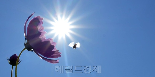 아침 저녁으로 선선한 가을 바람이 불어오면서 가을이 우리곁으로 성큼 다가왔다. 따사로운 가을햇살아래서 꿀벌이 코스모스에서  열심히 가을 걷이를 하고 있다.<br />김명섭 기자 msiron@
아침 저녁으로 선선한 가을 바람이 불어오면서 가을이 우리곁으로 성큼 다가왔다. 따사로운 가을햇살아래서 꿀벌이 코스모스에서  열심히 가을 걷이를 하고 있다.
김명섭 기자 msiron@