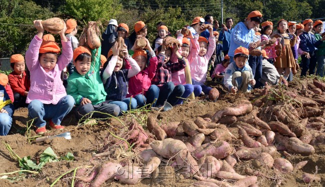 11일 오전 서울 서초구 내곡동 소재의 800여평 땅에서 서초구가 도심의 어린이들에게 농촌체험의 기회를 제공하고 직접 캔 고구마로 이웃사랑을 실천할 수 있는 계기를 마련해주고자 사랑의 밭 고구마 캐기 행사를 열고 있다. 관내 어린이집 어린이들 60여명이 직접 흙을 만져가며 캔 고구마는 추후 저소득 가정 150여 세대 및 경로당 9개소 등 어려운 이웃에게 전달될 예정이다./ 안훈기자 rosedale@ 2012.10.11
11일 오전 서울 서초구 내곡동 소재의 800여평 땅에서 서초구가 도심의 어린이들에게 농촌체험의 기회를 제공하고 직접 캔 고구마로 이웃사랑을 실천할 수 있는 계기를 마련해주고자 사랑의 밭 고구마 캐기 행사를 열고 있다. 관내 어린이집 어린이들 60여명이 직접 흙을 만져가며 캔 고구마는 추후 저소득 가정 150여 세대 및 경로당 9개소 등 어려운 이웃에게 전달될 예정이다./ 안훈기자 rosedale@ 2012.10.11
11일 오전 서울 서초구 내곡동 소재의 800여평 땅에서 서초구가 도심의 어린이들에게 농촌체험의 기회를 제공하고 직접 캔 고구마로 이웃사랑을 실천할 수 있는 계기를 마련해주고자 사랑의 밭 고구마 캐기 행사를 열고 있다. 관내 어린이집 어린이들 60여명이 직접 흙을 만져가며 캔 고구마는 추후 저소득 가정 150여 세대 및 경로당 9개소 등 어려운 이웃에게 전달될 예정이다./ 안훈기자 rosedale@ 2012.10.11