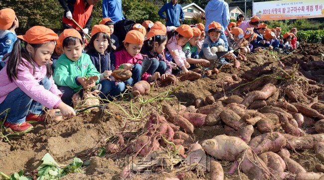 11일 오전 서울 서초구 내곡동 소재의 800여평 땅에서 서초구가 도심의 어린이들에게 농촌체험의 기회를 제공하고 직접 캔 고구마로 이웃사랑을 실천할 수 있는 계기를 마련해주고자 사랑의 밭 고구마 캐기 행사를 열고 있다. 관내 어린이집 어린이들 60여명이 직접 흙을 만져가며 캔 고구마는 추후 저소득 가정 150여 세대 및 경로당 9개소 등 어려운 이웃에게 전달될 예정이다./ 안훈기자 rosedale@ 2012.10.11
11일 오전 서울 서초구 내곡동 소재의 800여평 땅에서 서초구가 도심의 어린이들에게 농촌체험의 기회를 제공하고 직접 캔 고구마로 이웃사랑을 실천할 수 있는 계기를 마련해주고자 사랑의 밭 고구마 캐기 행사를 열고 있다. 관내 어린이집 어린이들 60여명이 직접 흙을 만져가며 캔 고구마는 추후 저소득 가정 150여 세대 및 경로당 9개소 등 어려운 이웃에게 전달될 예정이다./ 안훈기자 rosedale@ 2012.10.11
11일 오전 서울 서초구 내곡동 소재의 800여평 땅에서 서초구가 도심의 어린이들에게 농촌체험의 기회를 제공하고 직접 캔 고구마로 이웃사랑을 실천할 수 있는 계기를 마련해주고자 사랑의 밭 고구마 캐기 행사를 열고 있다. 관내 어린이집 어린이들 60여명이 직접 흙을 만져가며 캔 고구마는 추후 저소득 가정 150여 세대 및 경로당 9개소 등 어려운 이웃에게 전달될 예정이다./ 안훈기자 rosedale@ 2012.10.11