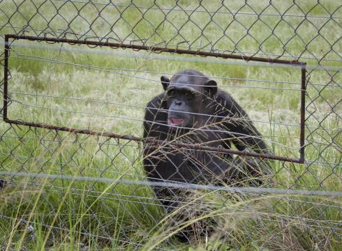 A chimpanzee sits in an enclosure at the Chimp Eden rehabilitation center, near Nelspruit, South Africa. (AP)