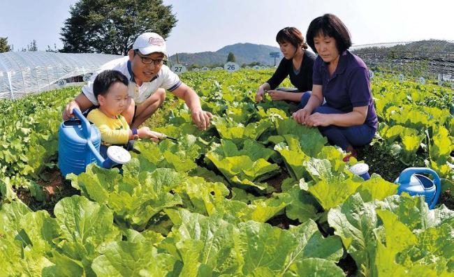 Yang Hee-sook (right) and her family visit their allotment at the Daewon Weekly Farmstay in Seocho-gu on Oct. 6 to take care of their cabbages. (Lee Sang-sub/The Korea Herald)