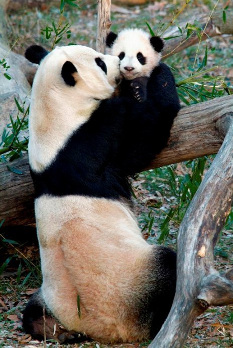 Tai Shan, the giant panda cub at the Smithsonian's National Zoo, ventures outside for the first time under the close supervision of its mother, Mei Xiang (Yonhap News)