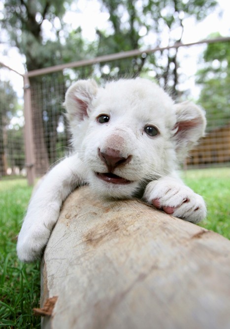 A one-month-old white lion cub plays at an enclosure at Leon's Zoo in Leon October 15, 2012. The white lion cub, born on September 14, was shown to the media Monday at the facilities of the zoo, according to local media. (Yonhap News / Reuters)