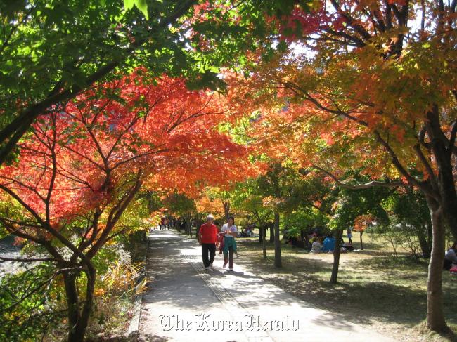 Visitors walk along a tree-lined promenade in Naejangsan National Park last Sunday.   Naejangsan National Park Service
