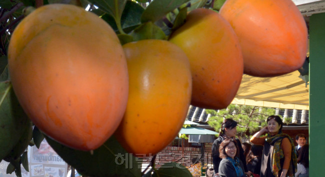도심속 가을이 깊어가고 있다. 서울 종로구 주택가에 열린 감이 노랗게 익어가며 가을정취를 더하고 있다.<br />김명섭 기자 msiron@heraldcorp.com
도심속 가을이 깊어가고 있다. 서울 종로구 주택가에 열린 감이 노랗게 익어가며 가을정취를 더하고 있다.
김명섭 기자 msiron@heraldcorp.com