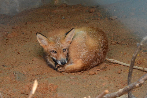 One of the two red foxes released into the wild on Sobaeksan.   Environmental Ministry