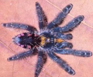 This shows the "Typhochlaena costae" from the state of Tocantins, Brazil. Credit: Rogerio Bertani (UPI)