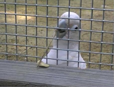 Figaro the cockatoo used a splinter plucked from a beam in his cage to rake in a nut. (University of Oxford/UPI)