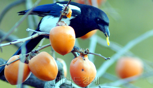 아침기온이 영하로 떨어지면서 초겨울 날씨를 보이는 가운데 서울 서대문구 주택가 감나무에서 까치 한마리가 홍시를 먹고 있다.<br />김명섭 기자 msiron@heraldcorp.com
아침기온이 영하로 떨어지면서 초겨울 날씨를 보이는 가운데 서울 서대문구 주택가 감나무에서 까치 한마리가 홍시를 먹고 있다.
김명섭 기자 msiron@heraldcorp.com