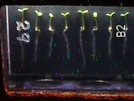 Samples from the Seedling Growth investigation aboard the International Space Station help researchers study the impact of the microgravity environment on plant growth. (NASA/UPI)
