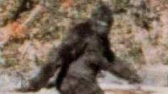 The famous Patterson-Gimlin film screenshot taken on October 20th, 1967, claiming to depict Bigfoot. (UPI)
