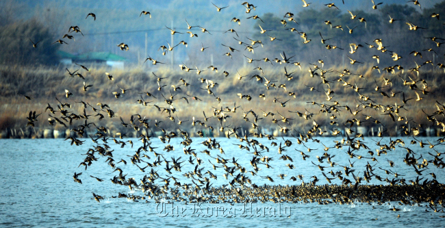 A flock of Baikal teal, a species of migratory bird, on the Geumgang Reservoir in Gunsan, North Jeolla Province in March 2011.   Park Hyun-koo/The Korea Herald