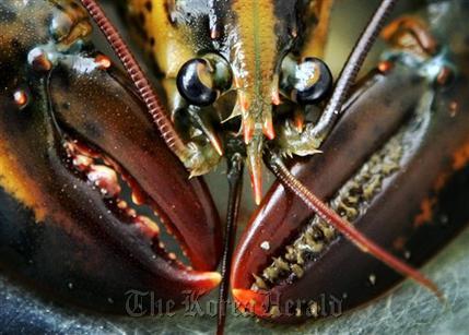 In this July 2007 file photo a young lobster is seen on Friendship Long Island, Maine. Scientists have now figured out where the growth rings are to determine the age of a lobster. Researchers found that growth rings found in the eyestalk.   AP Photo/Robert F. Bukaty