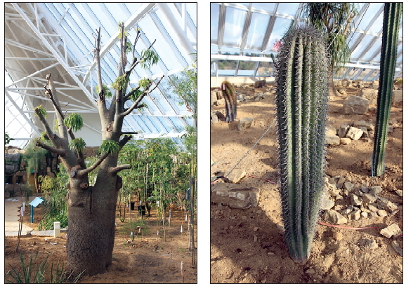 A Baobap tree (left photo) and a Saguaro cactus (right photo) are among the 30,000 plants of 4,300 different species that have been planted at the site of the National Institute of Ecology in Seocheon, South Chungcheong Province. (Environment Ministry)