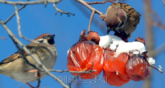 연일 이어지는 영하의 날씨를 보이는 가운데  7일 오전 서울 종로구 한 감나무에서 참새들이 까치밥으로 남겨둔 얼어붙은 감을 먹으며 겨울을 나고 있다.<br />김명섭 기자 msiron@heraldcorp.com
연일 이어지는 영하의 날씨를 보이는 가운데  7일 오전 서울 종로구 한 감나무에서 참새들이 까치밥으로 남겨둔 얼어붙은 감을 먹으며 겨울을 나고 있다.
김명섭 기자 msiron@heraldcorp.com