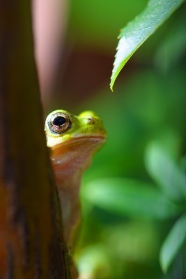 A green frog hiding behind the tree. (123rf)