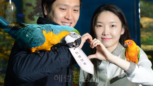 한화호텔 & 리조트의 63씨월드 앵무의 <럭키버드 이벤트>에서 청금강앵무가 '천생연분'팻말을 들고 있다. 63씨월드에서는 27일까지 하루 2차례씩 앵무새가 직접 뽑아주는 럭키드로우를 통해 하루 2차례 한화호텔 앤 리조트의 워터피아 이용권2매를 증정한다.<br />정희조 기자/checho@heraldcorp.com 130124
한화호텔 & 리조트의 63씨월드 앵무의 <럭키버드 이벤트>에서 청금강앵무가 '천생연분'팻말을 들고 있다. 63씨월드에서는 27일까지 하루 2차례씩 앵무새가 직접 뽑아주는 럭키드로우를 통해 하루 2차례 한화호텔 앤 리조트의 워터피아 이용권2매를 증정한다.
정희조 기자/checho@heraldcorp.com 130124