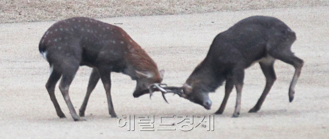 박근혜 대통령 당선인이 29일로 예정된 이명박 대통령의 임기중 마지막 사면에 대해 정면으로 반대, 신-구 권력간 충돌이 빚어지고 있다.이명박대통령의 임기말 마지막 특별사면을 결정하는 국무회의가 열리는 29일 청와대경내에서 사슴두마리가 힘겨루기를 하고 있다. 정희조 기자/checho@heraldcorp.com
박근혜 대통령 당선인이 29일로 예정된 이명박 대통령의 임기중 마지막 사면에 대해 정면으로 반대, 신-구 권력간 충돌이 빚어지고 있다.이명박대통령의 임기말 마지막 특별사면을 결정하는 국무회의가 열리는 29일 청와대경내에서 사슴두마리가 힘겨루기를 하고 있다. 정희조 기자/checho@heraldcorp.com