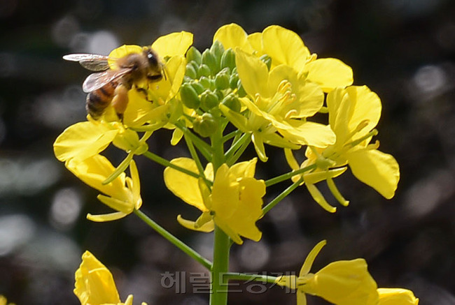 입춘을 하루 앞둔 3일 제주시 중문 롯데호텔 앞 올레길주변에 유채꽃이 꽃망울을 터벌 한마리가 꿀을 따고 있다.<br />제주=김명섭 기자 msiron@heraldcorp.com
입춘을 하루 앞둔 3일 제주시 중문 롯데호텔 앞 올레길주변에 유채꽃이 꽃망울을 터벌 한마리가 꿀을 따고 있다.
제주=김명섭 기자 msiron@heraldcorp.com