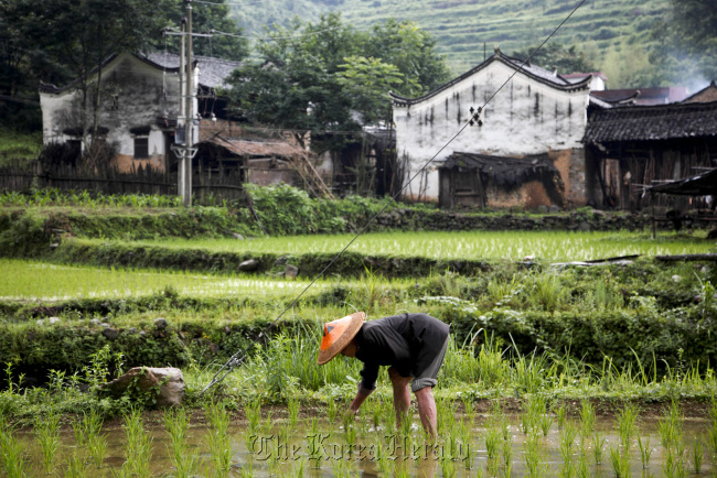 A farmer works in his rice paddy in the village of Bentang, Dao county, Hunan province, China.    Bloomberg