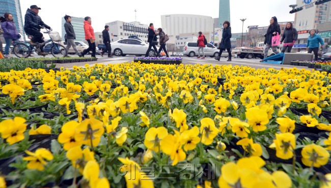 경칩을 하루 앞두고 서울 성동구는 4일 오전 왕실리 로터리 교통안전지대에 팬지, 비올라, 튤립 등으로 새봄맞이 꽃단장을 하고 있다.<br />김명섭 기자 msiron@heraldcorp.com
경칩을 하루 앞두고 서울 성동구는 4일 오전 왕실리 로터리 교통안전지대에 팬지, 비올라, 튤립 등으로 새봄맞이 꽃단장을 하고 있다.
김명섭 기자 msiron@heraldcorp.com
경칩을 하루 앞두고 서울 성동구는 4일 오전 왕실리 로터리 교통안전지대에 팬지, 비올라, 튤립 등으로 새봄맞이 꽃단장을 하고 있다.
김명섭 기자 msiron@heraldcorp.com