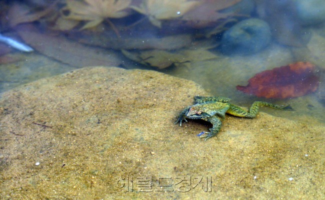 개구리가 겨울잠에서 깨어난다는 24절기중 경칩인 5일 서울 광진구 아차산 작은 연못에서 개구리가 산란을 준비하고 있다.<br />김명섭 기자 msiron@heraldcorp.com