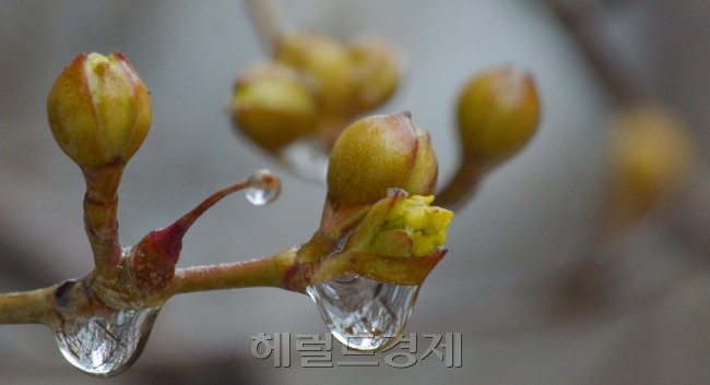 7일 오전 서울 강남구 한 주택가 양지바른 곳, 한 산수유나무 꽃봉오리이에 봄비가 맺혀 봄을 재촉하고 있다.<br />김명섭 기자 msiron@heraldcorp.com
7일 오전 서울 강남구 한 주택가 양지바른 곳, 한 산수유나무 꽃봉오리이에 봄비가 맺혀 봄을 재촉하고 있다.
김명섭 기자 msiron@heraldcorp.com