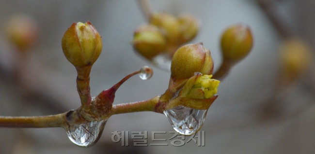 7일 오전 서울 강남구 한 주택가 양지바른 곳, 한 산수유나무 꽃봉오리이에 봄비가 맺혀 봄을 재촉하고 있다.<br />김명섭 기자 msiron@heraldcorp.com
7일 오전 서울 강남구 한 주택가 양지바른 곳, 한 산수유나무 꽃봉오리이에 봄비가 맺혀 봄을 재촉하고 있다.
김명섭 기자 msiron@heraldcorp.com
