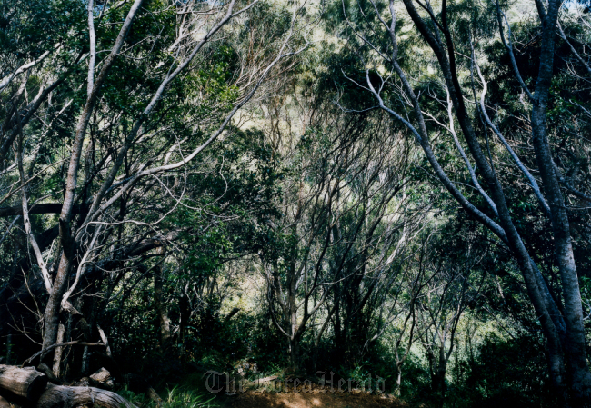 “Paradise 33, Kauai” by Thomas Struth.   Gana Art Center