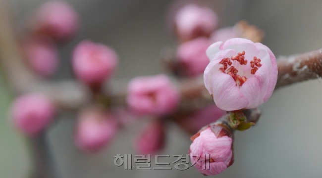 남쪽에서 불어오는 꽃소식에 서울에도 시작되고 있다. 서울 양천구 목동 한 주택가 홍매화가 꽃샘추위속에서 개화를 서두르고 있다.<br />김명섭 기자 msiron@heraldcorp.com
남쪽에서 불어오는 꽃소식에 서울에도 시작되고 있다. 서울 양천구 목동 한 주택가 홍매화가 꽃샘추위속에서 개화를 서두르고 있다.
김명섭 기자 msiron@heraldcorp.com